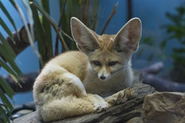 Wildlife Conservation Society’s Prospect Park Zoo Debuts Smallest Species of Fox